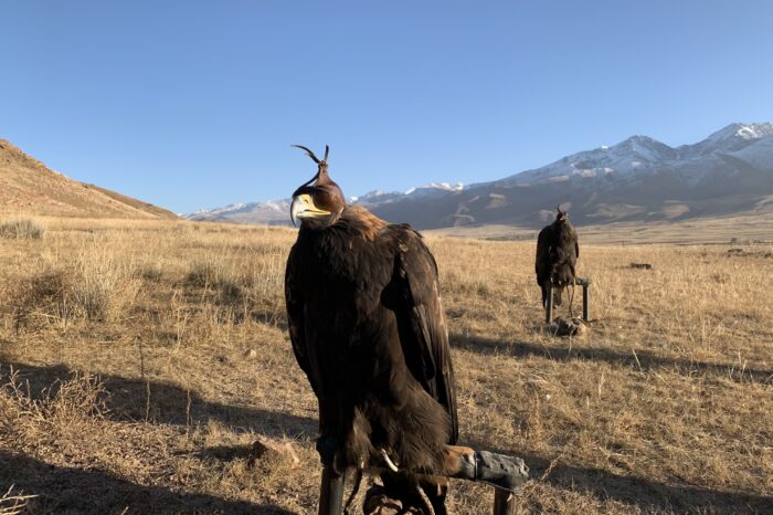 Weekend trip to Birds of Prey fest at the southern lake shore of Issyk-Kul lake